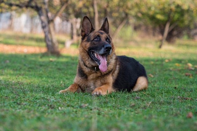 Portrait de berger allemand