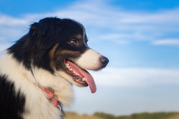 Portrait d'un berger australien