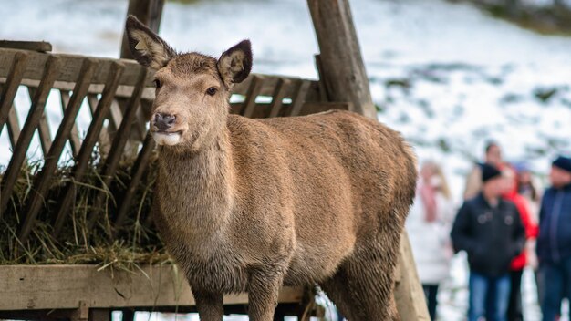 Portrait d'une biche dans la ferme de la saison d'hiver