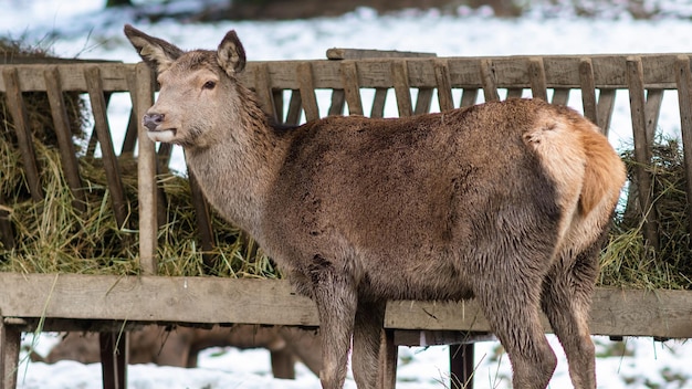 Portrait d'une biche en ferme de saison d'hiver