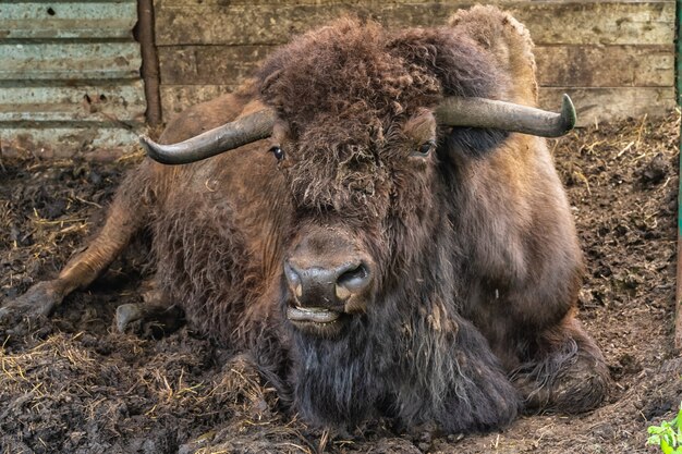 Portrait d'un bison dans la nature