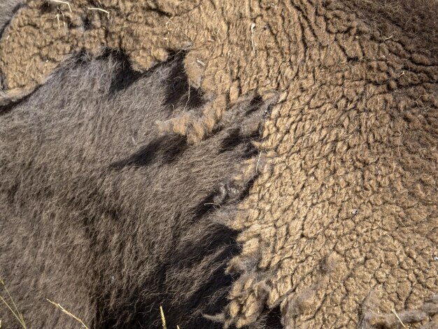 Photo portrait de bison européen en été changeant de fourrure