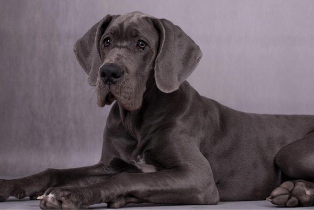 Portrait de Blue Pyppy Great Dane Dog