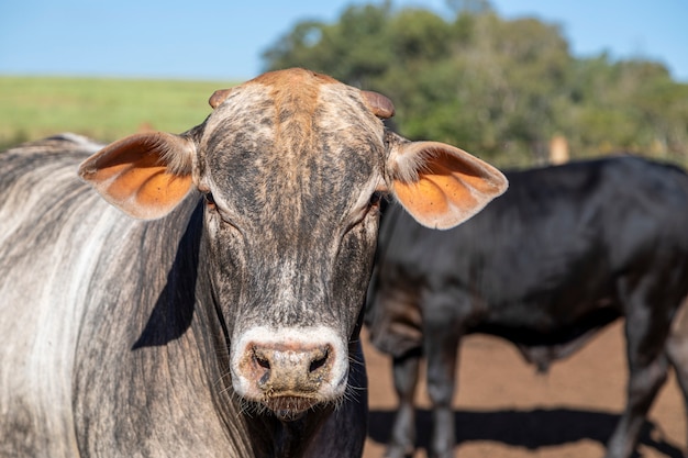 Portrait d'un bœuf croisé de la race angus avec nellore