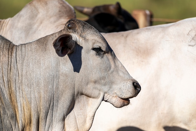 Portrait d'un bœuf croisé de la race Canchim avec nellore