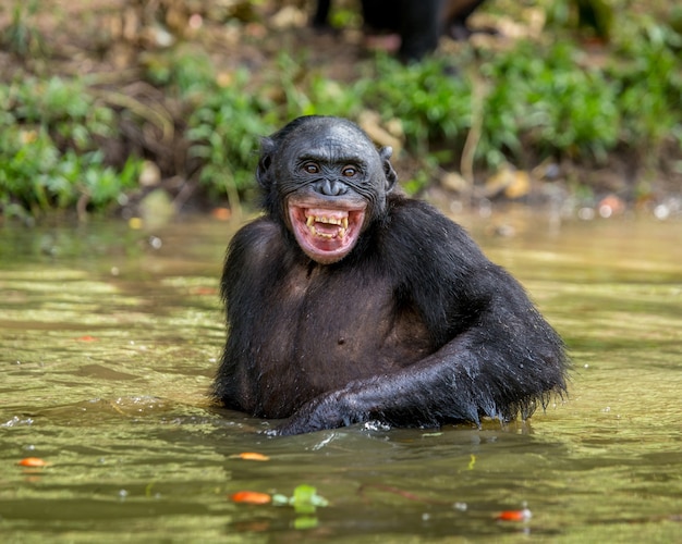 Portrait d'un bonobo dans la nature