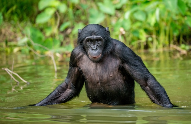 Portrait d'un bonobo dans la nature