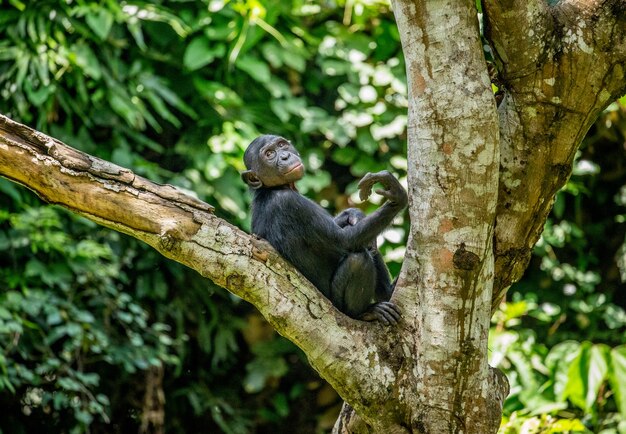 Portrait d'un bonobo dans la nature