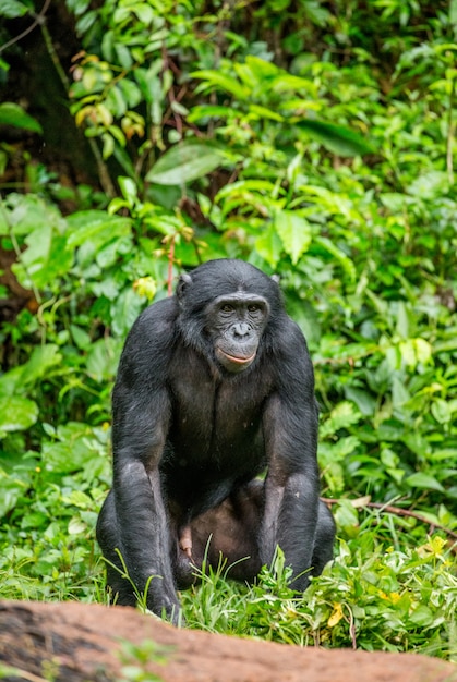 Portrait d'un bonobo dans la nature