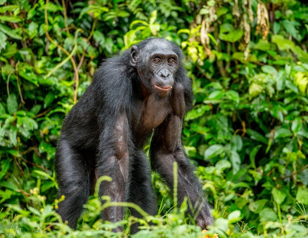 Portrait d'un bonobo dans la nature