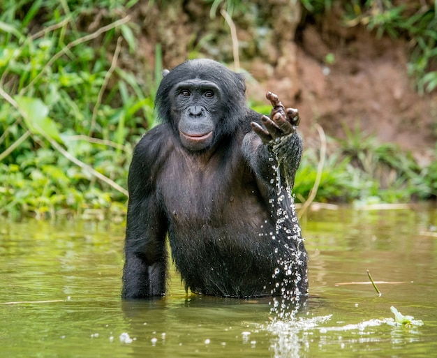 Portrait d'un bonobo dans la nature