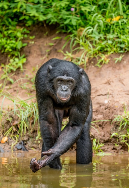 Portrait d'un bonobo dans la nature