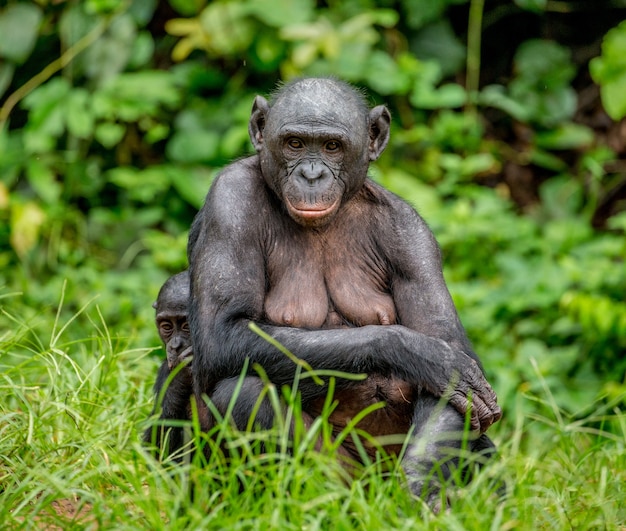 Portrait d'un bonobo dans la nature