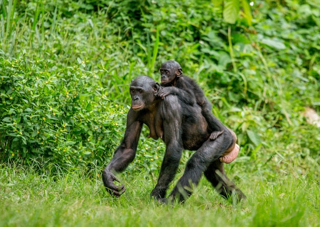 Portrait d'un bonobo dans la nature