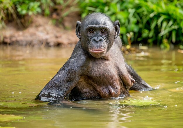 Portrait d'un bonobo dans la nature