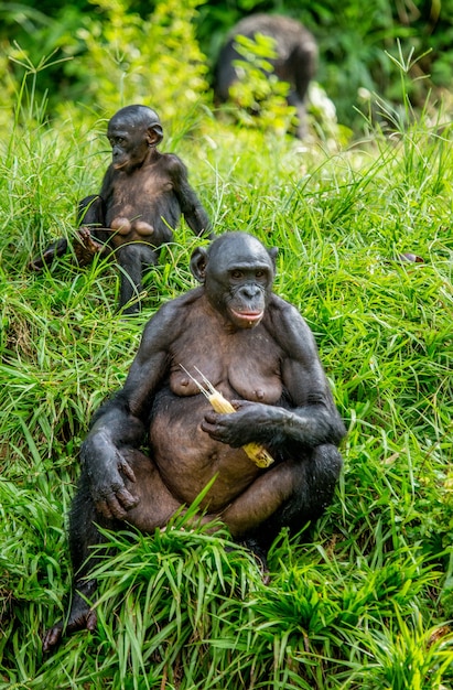 Portrait d'un bonobo dans la nature