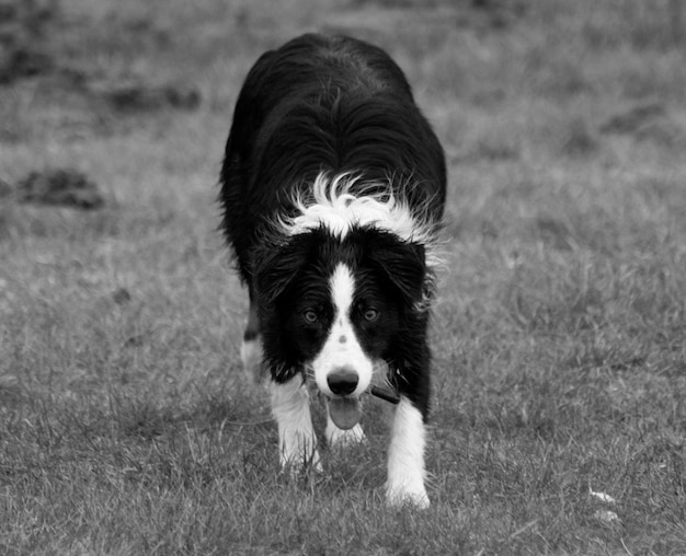 Photo portrait d'un border collie sur un champ d'herbe