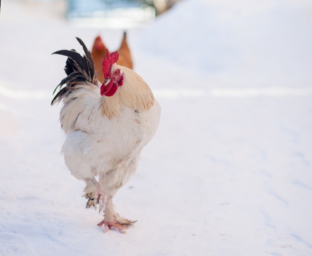 Portrait de boss principal coq, coq en hiver, neige