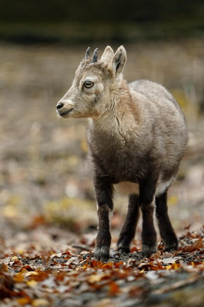 Photo portrait d'un bouc-émissaire alpin dans un zoo