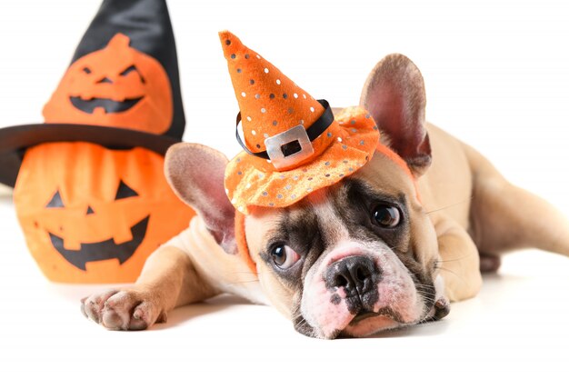 Portrait de bouledogue français avec chapeau halloween