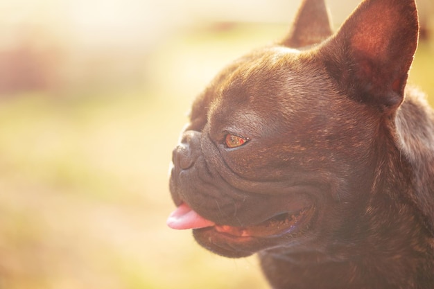 Portrait d'un bouledogue français de chien de compagnie de couleur de tigre sur un fond d'herbe verte