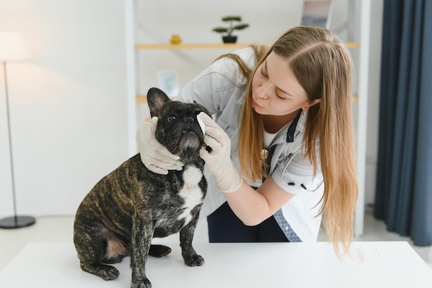 Portrait d'un bouledogue français Concept de médecine vétérinaire Chiens de race Animaux drôles Technique mixte