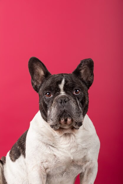 Portrait d'un bouledogue français sur mur de studio rouge