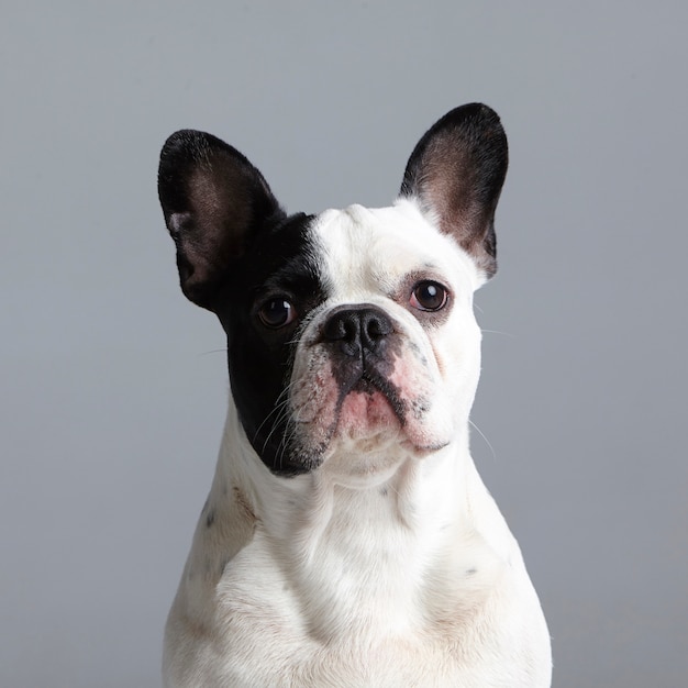 Portrait d'un bouledogue français en noir et blanc