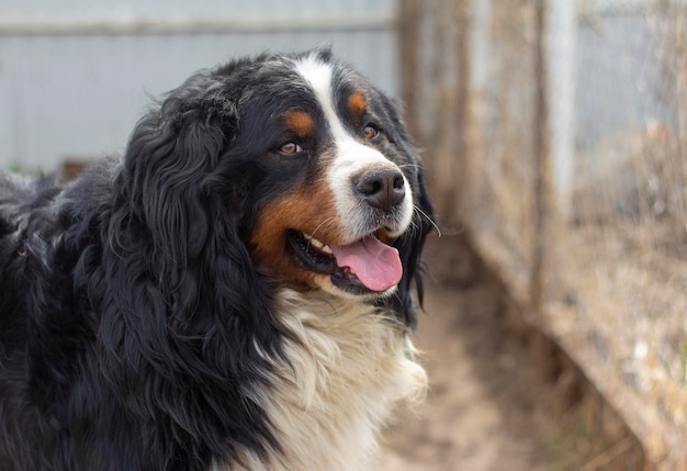 Portrait d'un bouvier bernois en gros plan à l'air frais.