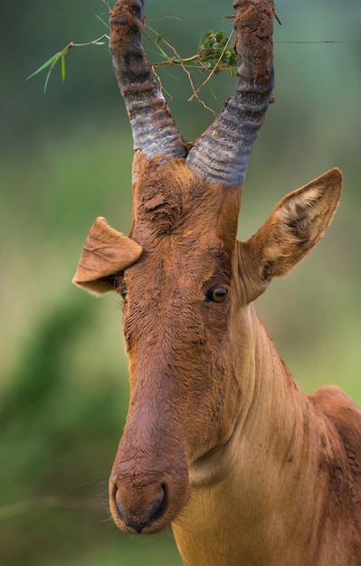 Portrait de bubale close up