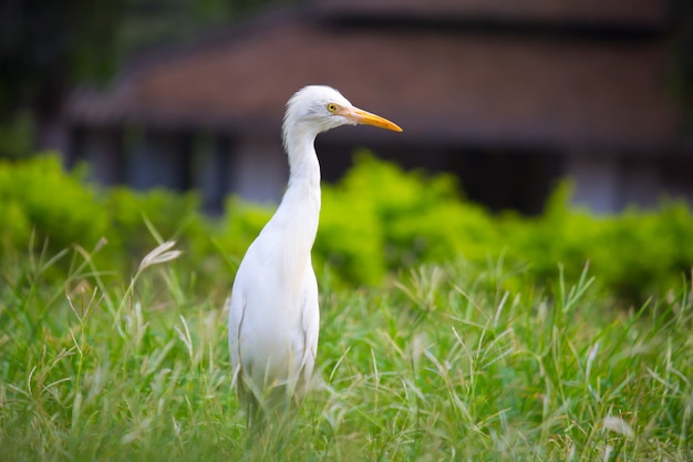 Portrait de bubulcus ibis ou heron ou communément appelé le héron garde-boeuf dans son environnement naturel