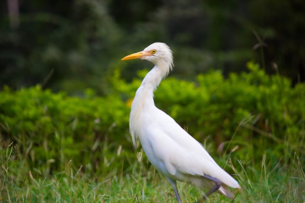 Portrait de bubulcus ibis ou heron ou communément appelé le héron garde-boeuf dans son environnement naturel