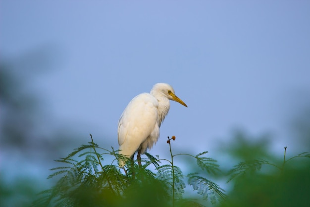 Portrait de Bubulcus ibis ou Heron ou communément connu sous le nom de Héron garde-boeuf dans le parc public en Inde