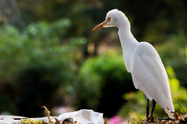 Portrait de Bubulcus ibis ou Heron ou communément connu sous le nom de Héron garde-boeuf dans le parc public