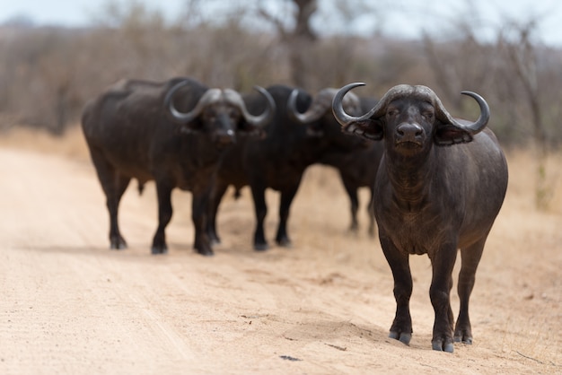 Portrait de buffle du Cap