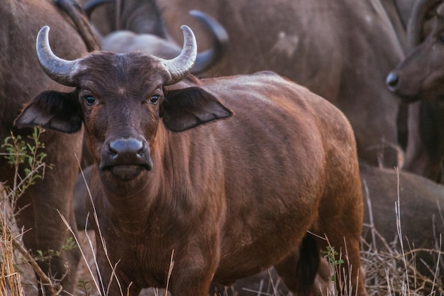 Portrait d'un buffle d'eau sur le champ