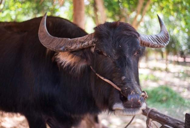 Portrait de buffle thaï