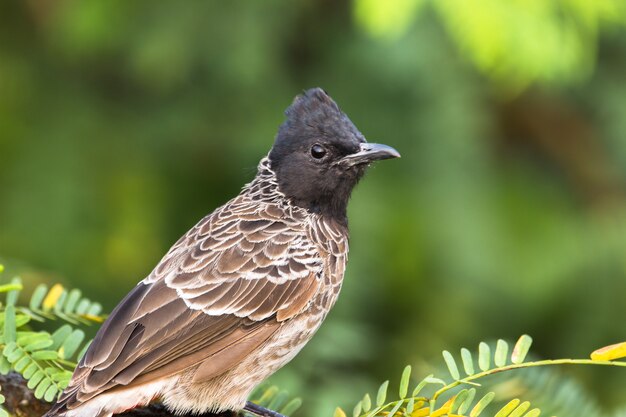 Portrait D'un Bulbul Rouge Sur Un Joli Fond Vert Tendre