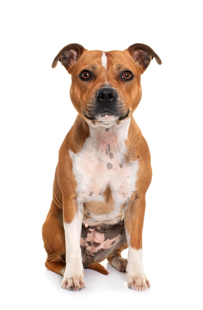 Portrait d'un bull terrier Staffordshire