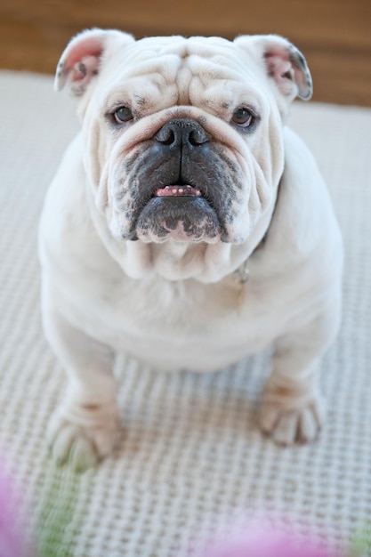 Photo portrait d'un bulldog anglais debout à la maison