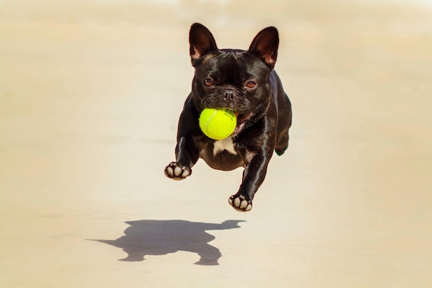 Portrait d'un bulldog français courant avec une balle de tennis sur le terrain pendant une journée ensoleillée