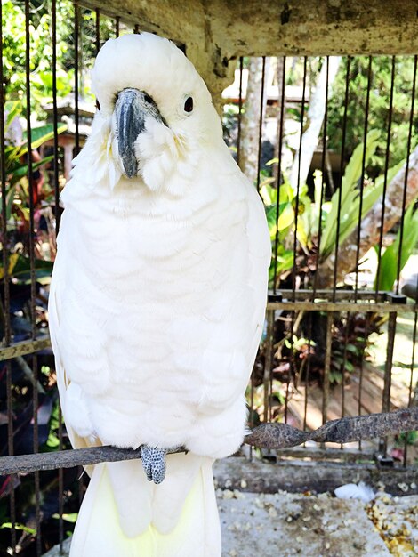 Photo portrait d'un cacatoès dans une cage