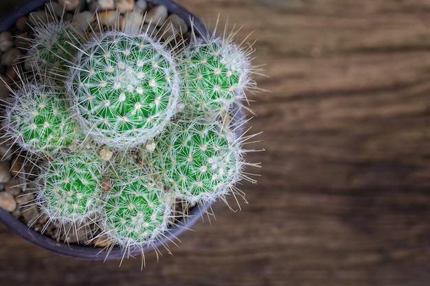 Portrait de cactus sur le vieux fond en bois