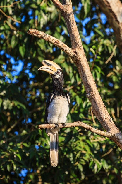 Portrait de Calao Oriental