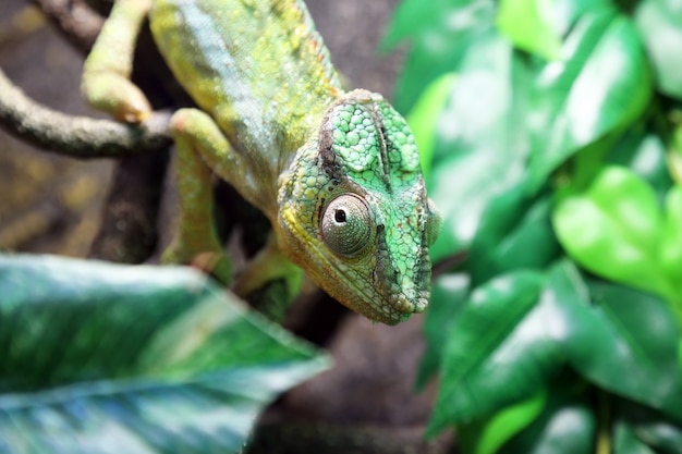 Portrait d'un caméléon vert close-up