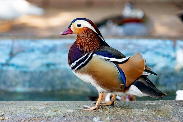 Portrait d'un canard asiatique coloré exotique dans une ferme