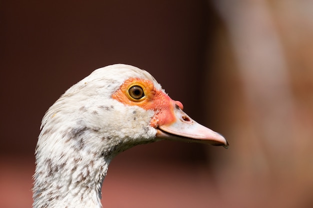 Portrait d'un canard blanc