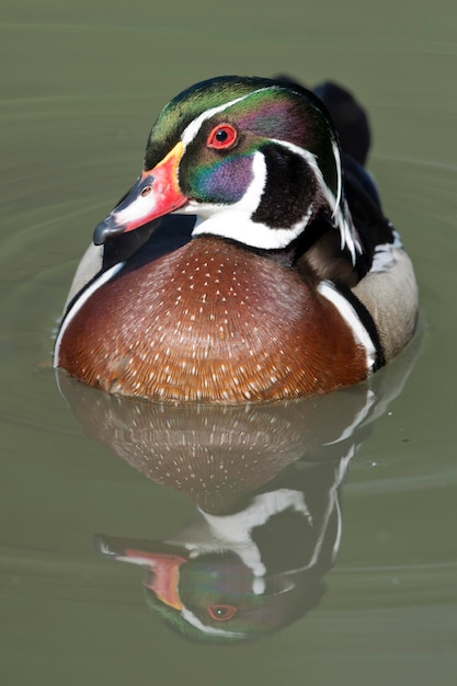 Portrait de canard sur fond d'eau verte
