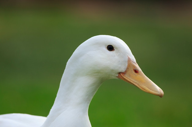 Portrait de canard mignon avec vert