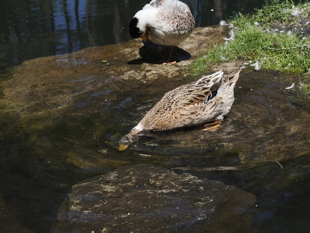 Portrait de canard sauvage femelle dans le lac